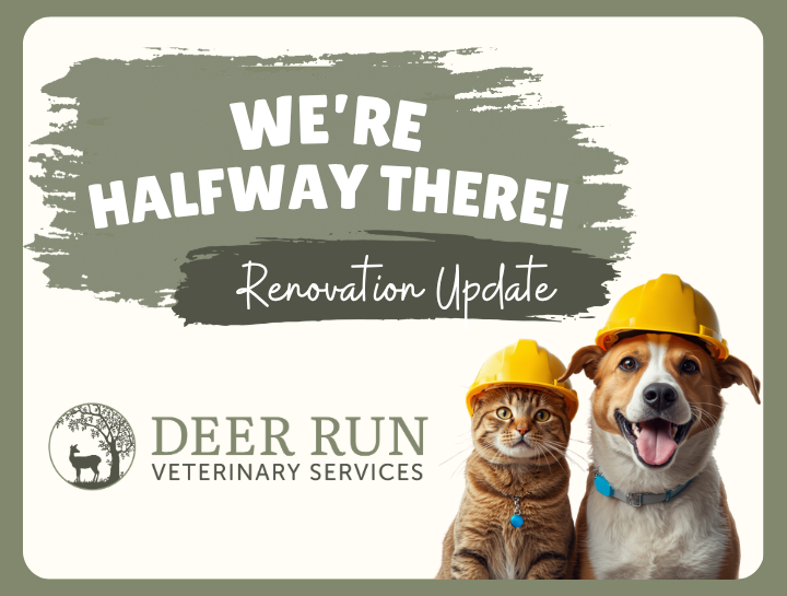 We’re Halfway There! Renovation Update at Deer Run Veterinary Services